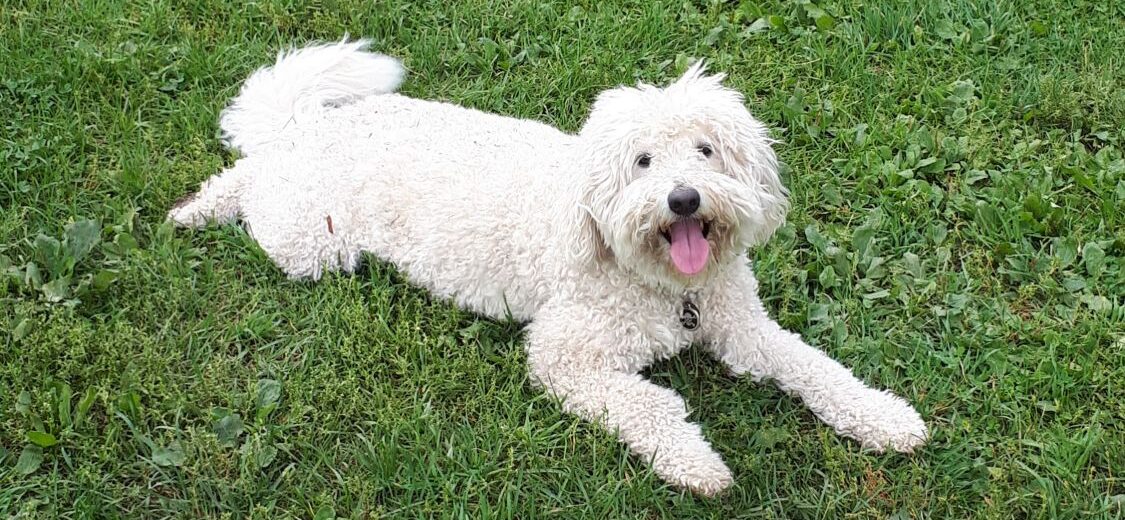 Murphy, Dana's golden doodle, resting on the grass